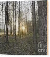Sunlight In The Forest Wood Print