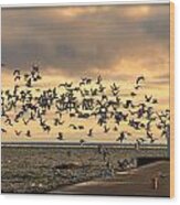 Sunrise Seagulls 219 Wood Print