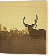 Sunset Mule Deer Buck Wood Print