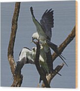 Swallow Tailed Kite Feeding A Fledgling Wood Print