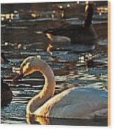 Swan And Sunset Wood Print