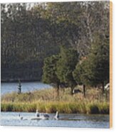 Swan Scenery Wood Print