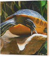 Swimming Turtle Wood Print