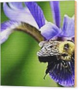 Bumble Bee With Pollen And Iris Flower Wood Print