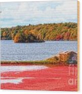 The Cranberry Farms Of Cape Cod Wood Print