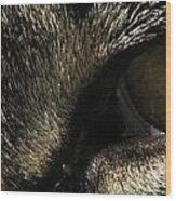 The Eyes Of A Hunter Wood Print