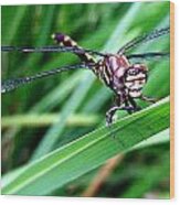 The Face Of A Dragonfly 02 Wood Print
