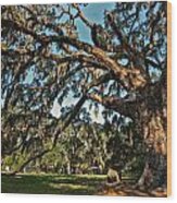 The Fairchild Oak Wood Print