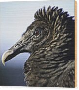 The Vulture Wood Print