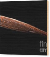 Threadfin Dragonfish Wood Print