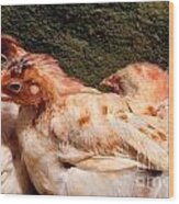Three Chickens Nestled Against A Wall Wood Print
