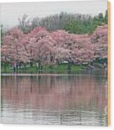 Tidal Basin With Cherry Blossoms Wood Print