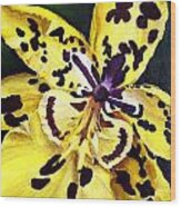 Tiger Orchid Wood Print