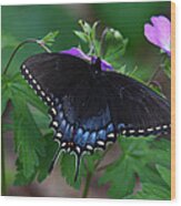 Tiger Swallowtail Female Dark Form On Wild Geranium Wood Print