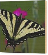 Tiger Swallowtail On Pink Wood Print