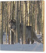 Timber Wolf Canis Lupus Camouflaged Wood Print