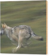 Timber Wolf Canis Lupus Running Wood Print