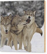 Timber Wolf Trio Playing In Snow Montana Wood Print