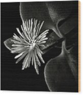 Tiny Ice Plant In Black And White Wood Print