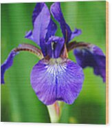 Tiny Purple Iris Wood Print