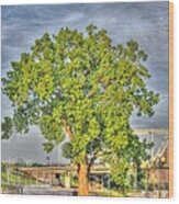 Tree At Newport On The Levee Wood Print