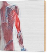 Triceps Muscle, Artwork Wood Print