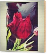 Tulip Aflame Wood Print