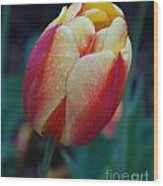 Tulip In Rain Wood Print