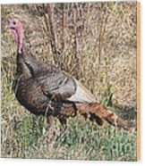 Turkey In The Straw Wood Print