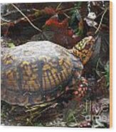 Turtle In The Gardens Wood Print