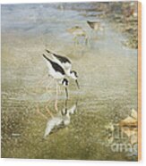 Two Black-necked Stilts In Pond Wood Print