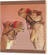 Two Circus Camels Wood Print