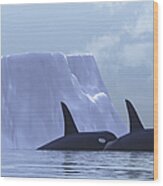 Two Killer Whales Swim Near An Iceberg Wood Print