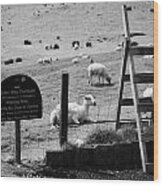 Ulster Way Footpath Wooden Stile And Flock Of Part Shorn Sheep In Fields In County Antrim Ireland Wood Print