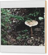 Untitled #12-toadstool Wood Print