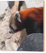 Valley Of The Red Panda Wood Print