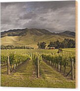 Vineyard  Awatere Valley In Marlborough Wood Print