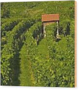 Vineyard In Lautenburg Wood Print