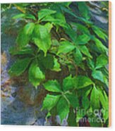 Virginia Creeper Wood Print