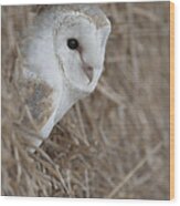 Watchfull Barn Owl Wood Print