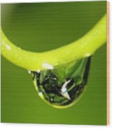 Water Droplet On Grapevine Wood Print