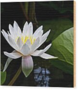 Water Lily In Morning Sun Wood Print
