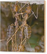Weaver Ant Workers Pulling Together Wood Print