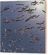 Western Gull Flock Flying North America Wood Print