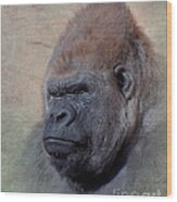 Western Lowland Gorilla Wood Print