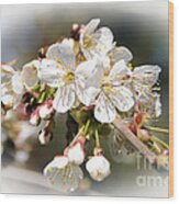 White Apple Blossoms Wood Print