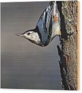 White-breasted Nuthatch Wood Print