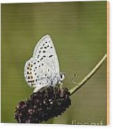 White Butterfly Wood Print