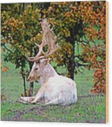 White Deer Wood Print