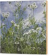 White Cilantro Flowers Wood Print